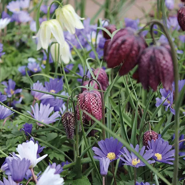 Anemone & Fritillaria Bulb Collection