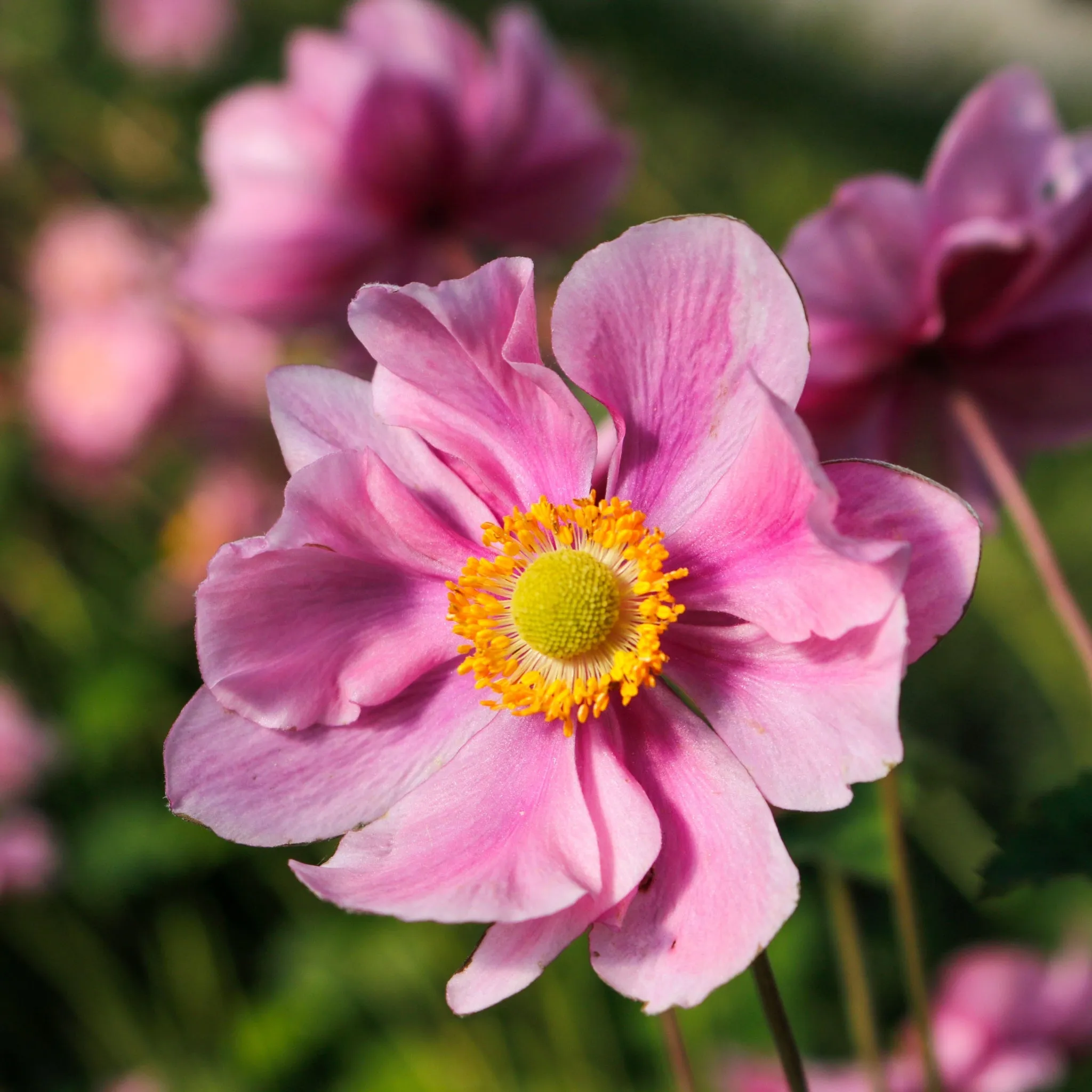 Anemone hupehensis 'Serenade' 3L