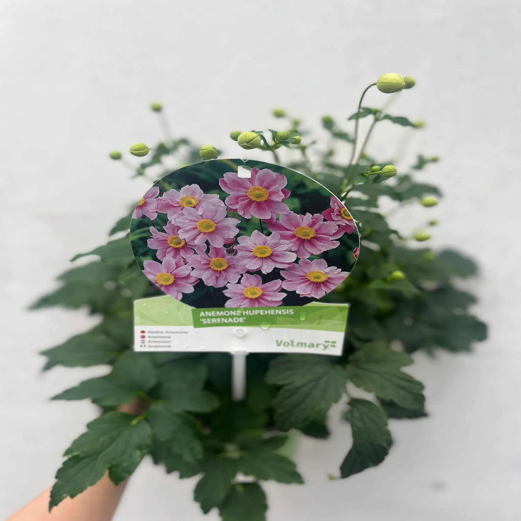 Anemone hupehensis 'Serenade' 3L