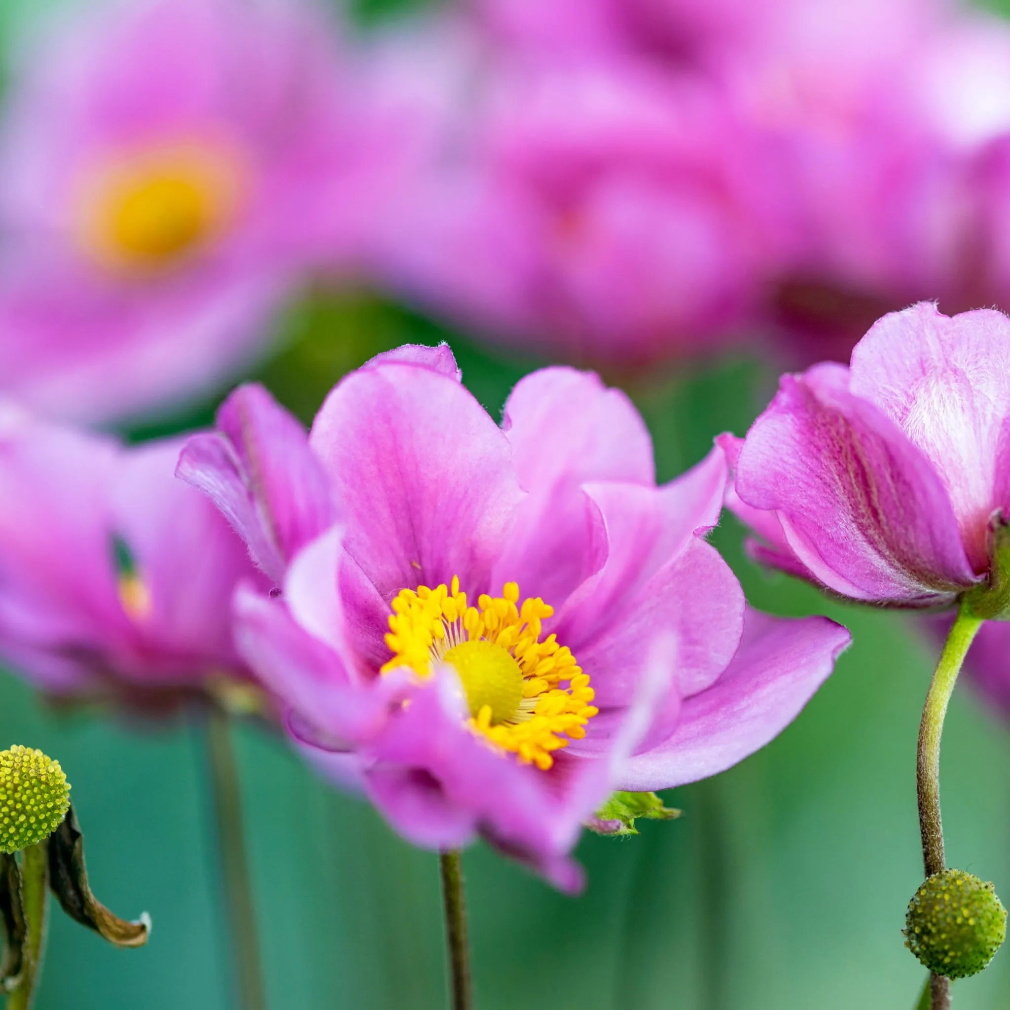 Anemone hupehensis 'Serenade' 3L