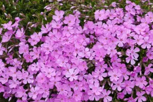 Emerald Pink Creeping Phlox