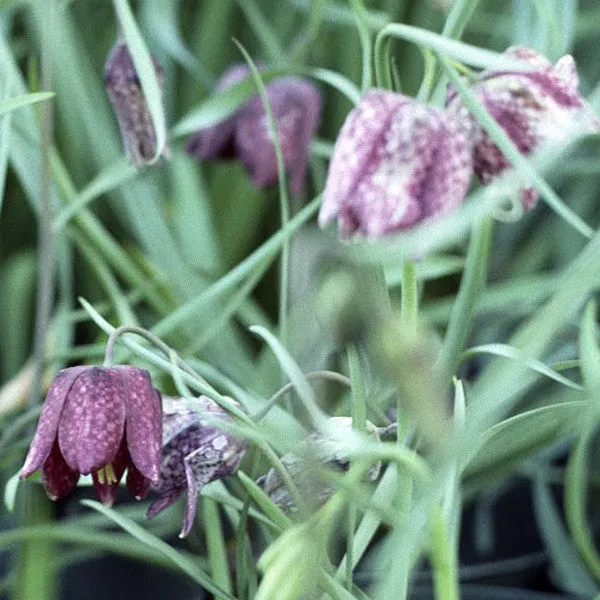 Guinea Hen Flower; Checkered Lily (Fritillaria meleagris)