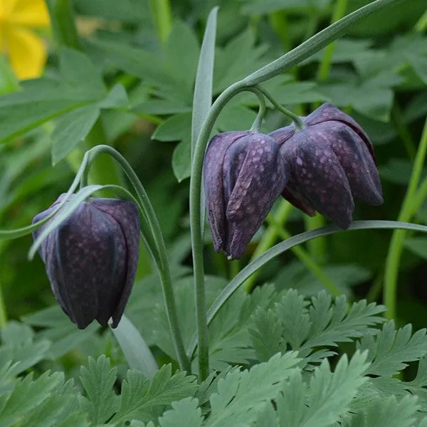 Guinea Hen Flower; Checkered Lily (Fritillaria meleagris)