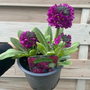 Primula Denticulata Lilac 9cm/1.5L