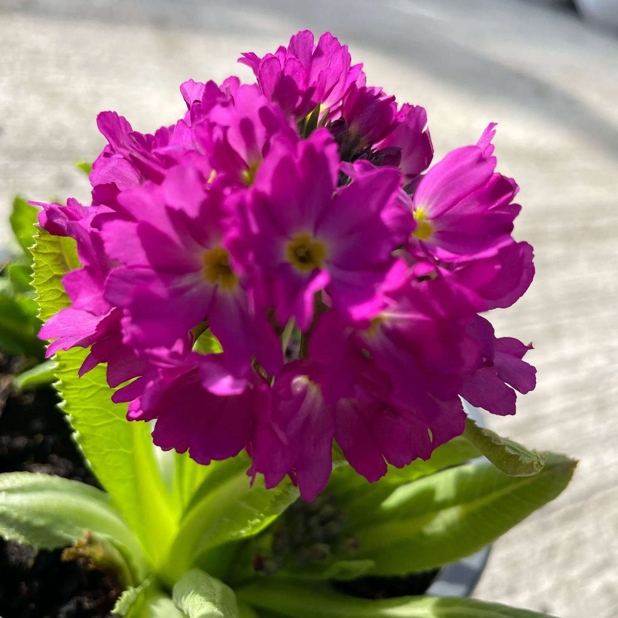 Primula Denticulata Lilac 9cm/1.5L