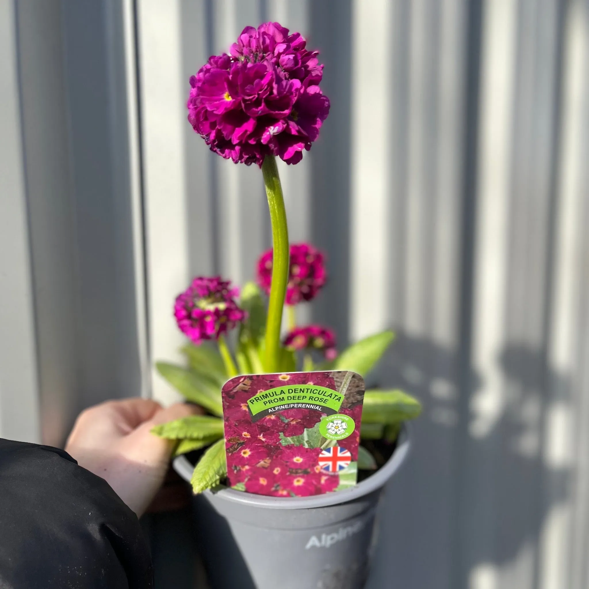 Primula Denticulata Lilac 9cm/1.5L