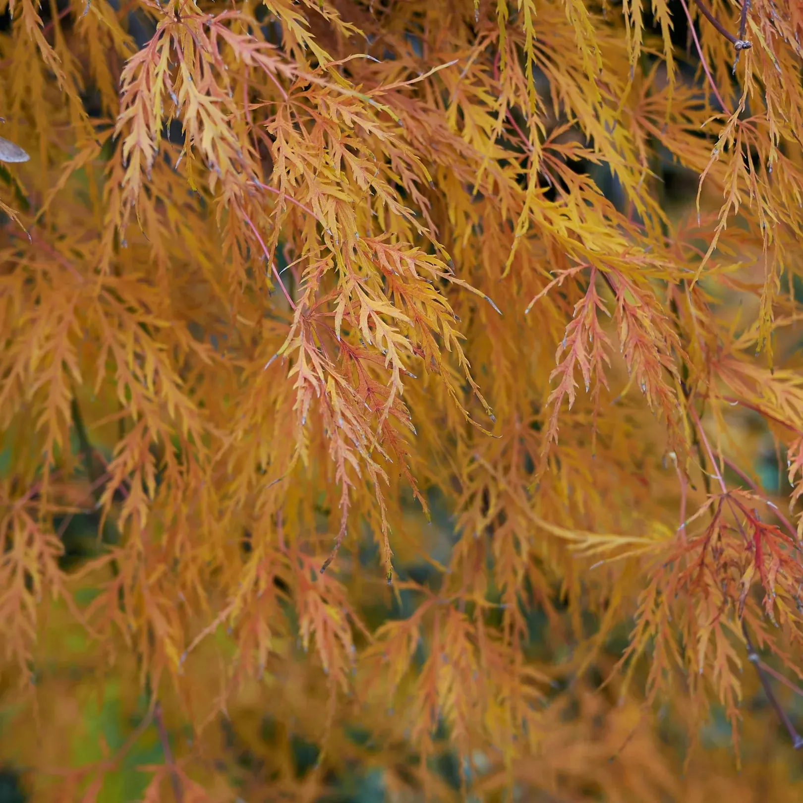 Viridis Japanese Maple